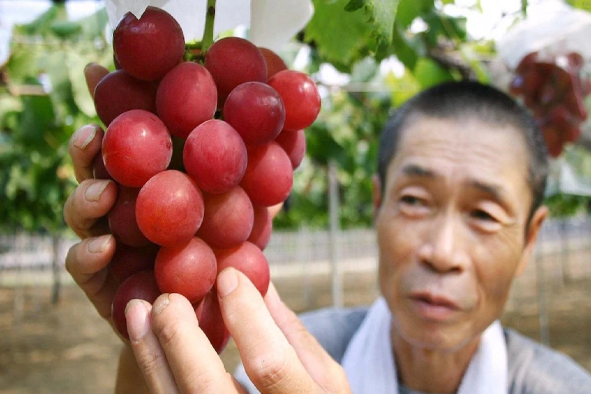 35 हजार रुपयांना एक द्राक्ष