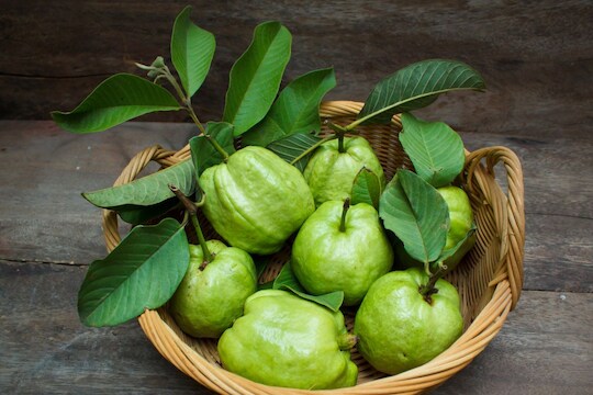 सर्दीपासून डायबिटिजपर्यंत रामबाण उपाय आहे पेरूची पानं, अशापद्धतीने करा वापर
