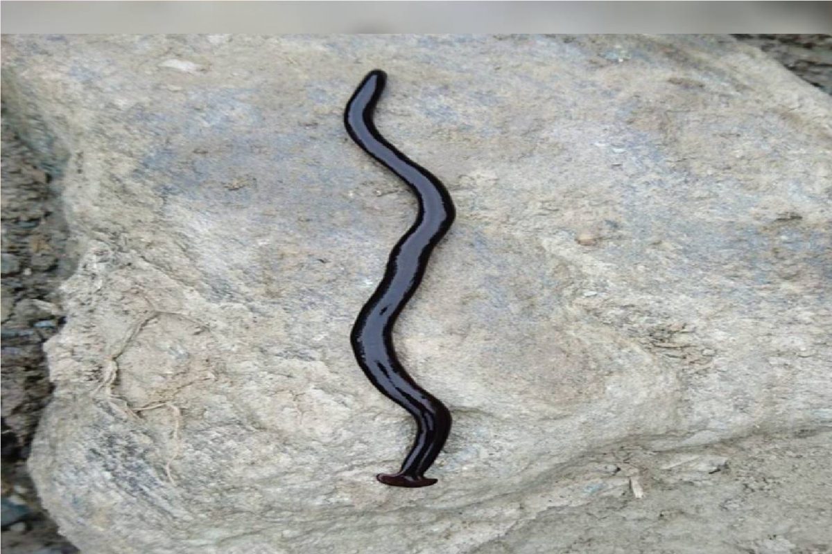 या कीड्यापासून सावधान!