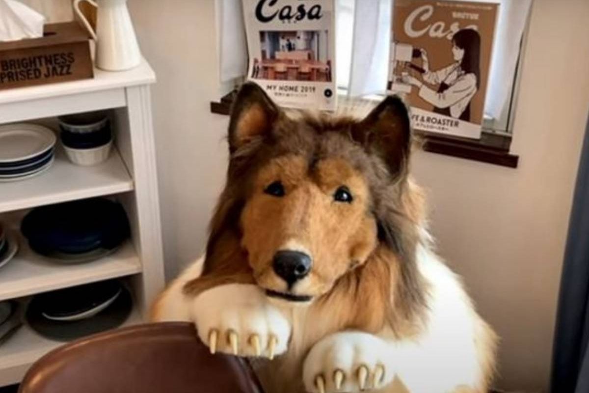 (Credit- Youtube/: 動物になりたい(I want to be an animal)/)