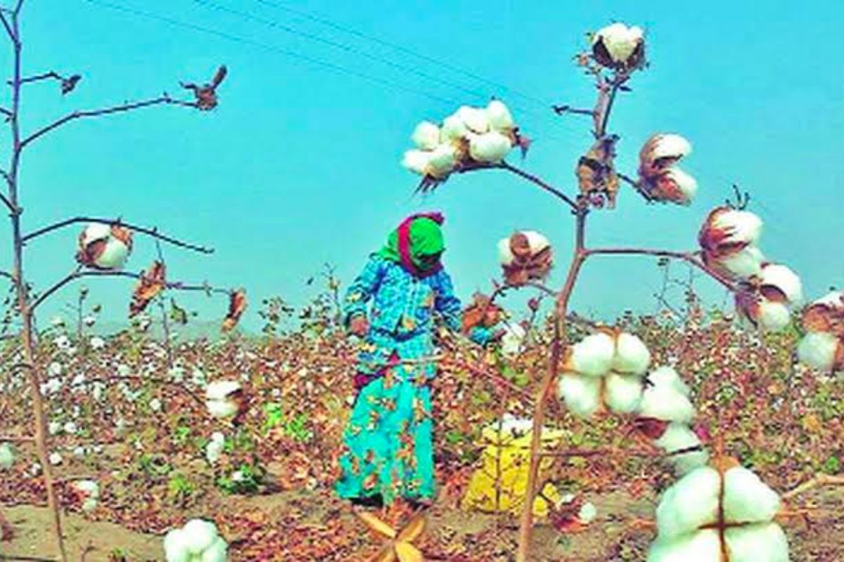 पांढरं सोनं वेचायला परराज्यातून मजूर बोलवण्याची शेतकऱ्यांवर वेळ