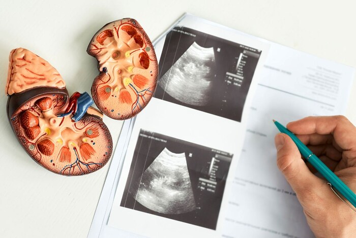 नॅशनल ऑर्गन अँड टिश्यू ट्रान्सप्लांट ऑर्गनायझेशननुसार, किडनी हा जिवंत व्यक्तींद्वारे सर्वात जास्त दान केलेला अवयव आहे. कारण, निरोगी व्यक्तीसाठी एक किडनी देखील पुरेशी असते. आणि ते इतर लोकांप्रमाणे सामान्य जीवन जगू शकतात.