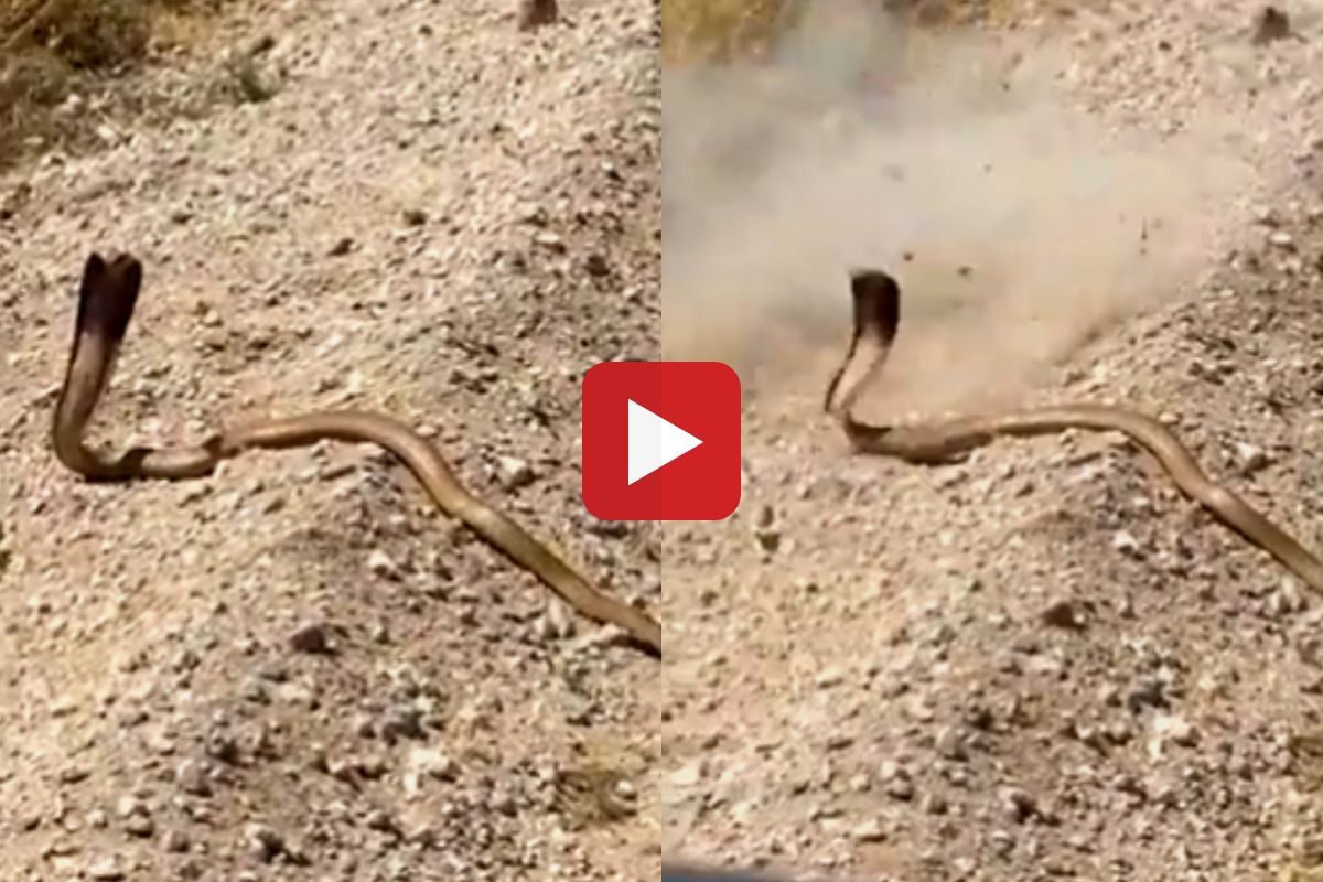 व्हायरल व्हिडीओ