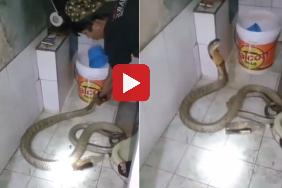 व्हायरल व्हिडीओ