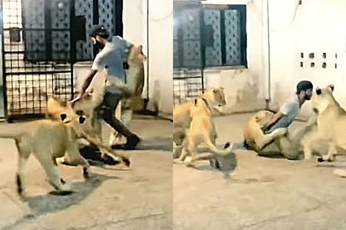 सिंहांच्या कळपाचा तरुणावर हल्ला.