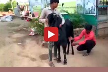 इथे बकरी नाही तर चक्क बकरेच देतात दूध, किंमत ऐकून चकित व्हाल इथे बकरी नाही तर चक्क बकरेच देतात दूध, किंमत ऐकून चकित व्हाल