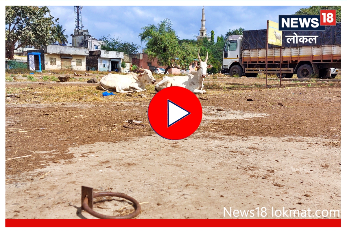 Sangli : 5 कोटींची उलाढाल ठप्प!, कधी सुरू होणार जनावरांचा बाजार ? Video