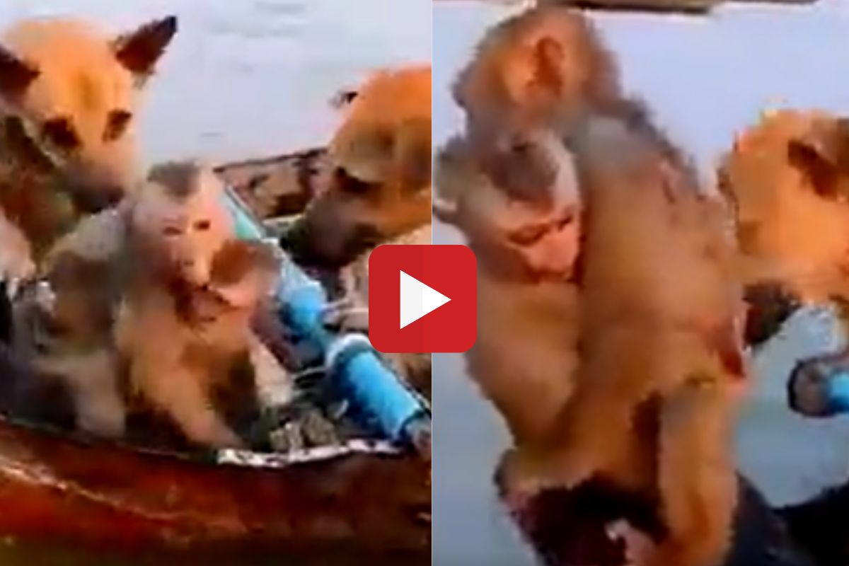 monkey video viral