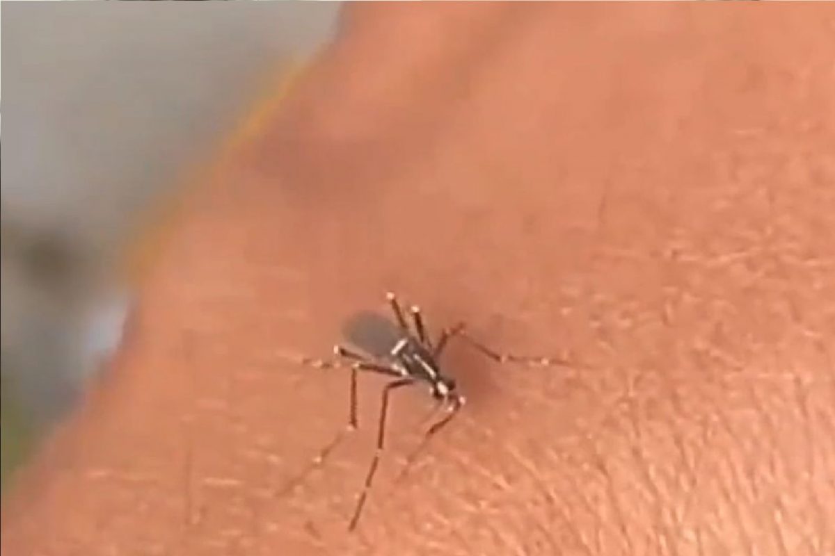 माणसाला चावताना डासाचा संघर्ष.