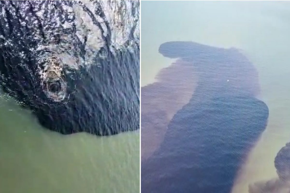 Chemical Water : पर्यावरण मंत्री इकडे लक्ष द्या! केमिकल मिश्रीत पाणी थेट समुद्रात सोडल्याचा LIVE VIDEO