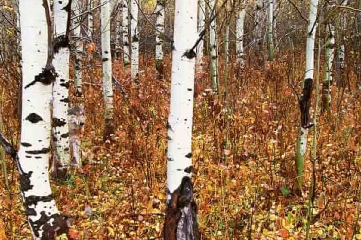 व्हायरल फोटो