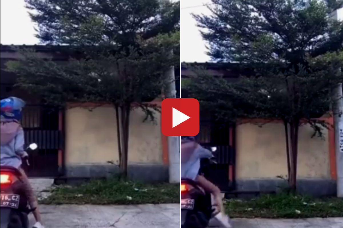 व्हायरल व्हिडीओ