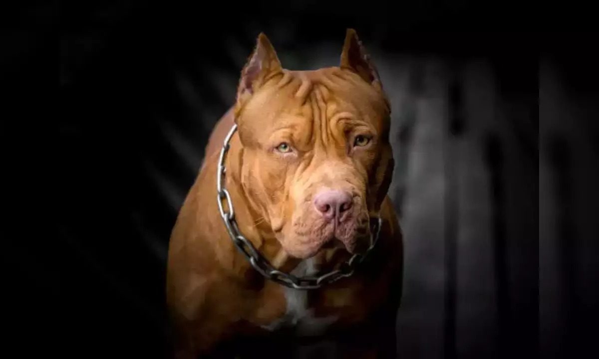 गच्चीवर खेळणाऱ्या मुलीवर कुत्र्याचा हल्ला; चेहऱ्यावर चावा घेऊन केलं गंभीर जखमी