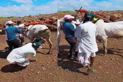  एका शेतकऱ्याचा धक्कादायक व्हिडिओ व्हायरल झाला आहे. तो बैलाला जुंपत असताना त्याच्यावर बैलाने जिवघेणा हल्ला केला आहे.