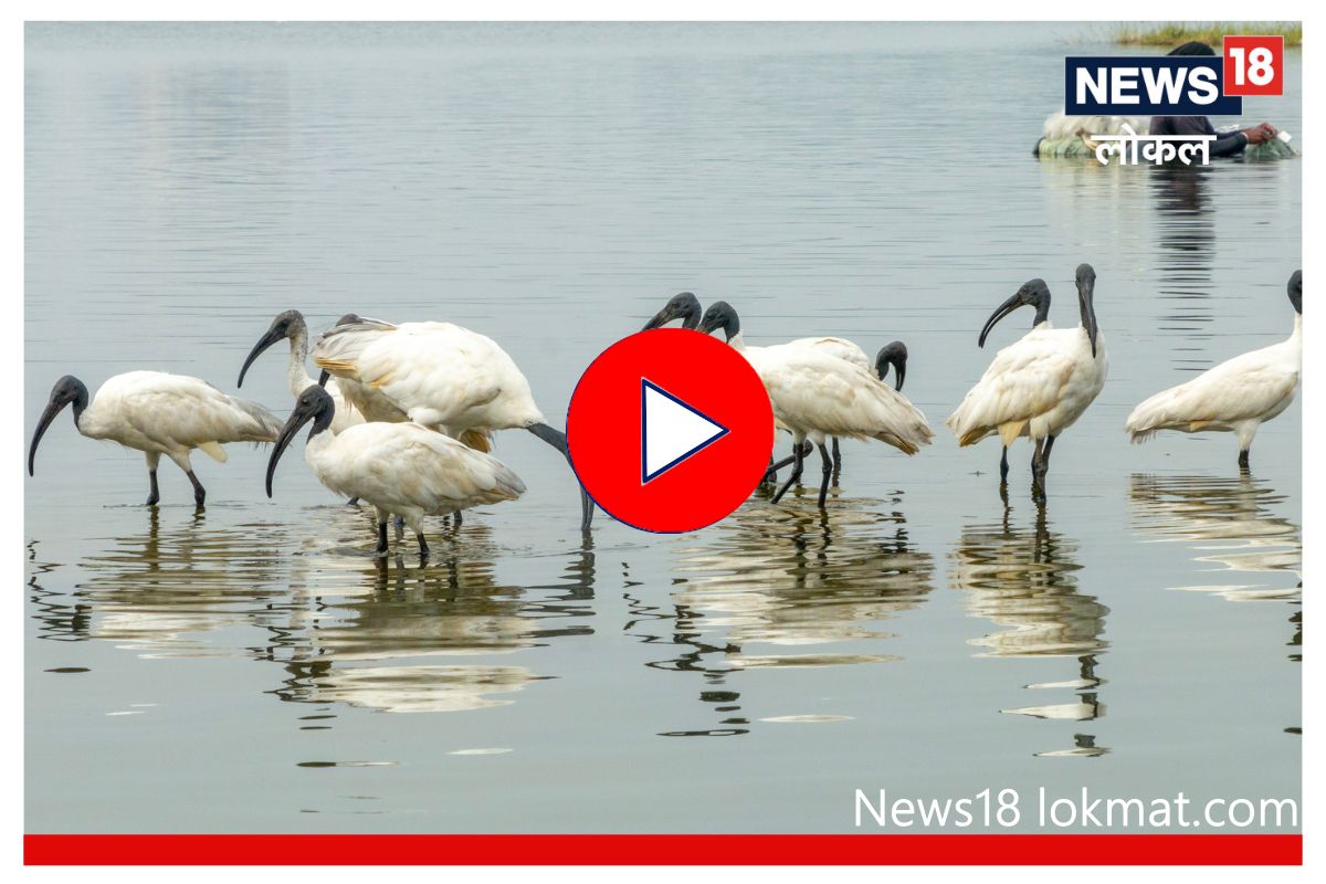 रंकाळ्यातील पक्षी निरिक्षणात आढळले 7 विदेशी पाहुणे, पाहा काय आहे खास Video