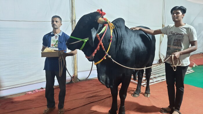 या प्रदर्शनात प्रेक्षक आकर्षण नर खोंड गटात बाळकृष्ण सामंत यांचा नर खोंड सन्मानित करण्यात आला. दर्डेवाडी, तालुका - आजरा येथील गिर संकर जातीचा हा काळा खोंड होता