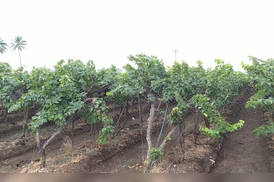 sangli grapes farmers : शेतकऱ्याचा नादखुळा! वटवाघळांपासून द्राक्षे वाचविण्यासाठी केला देशी जुगाड, पाहा VIDEO