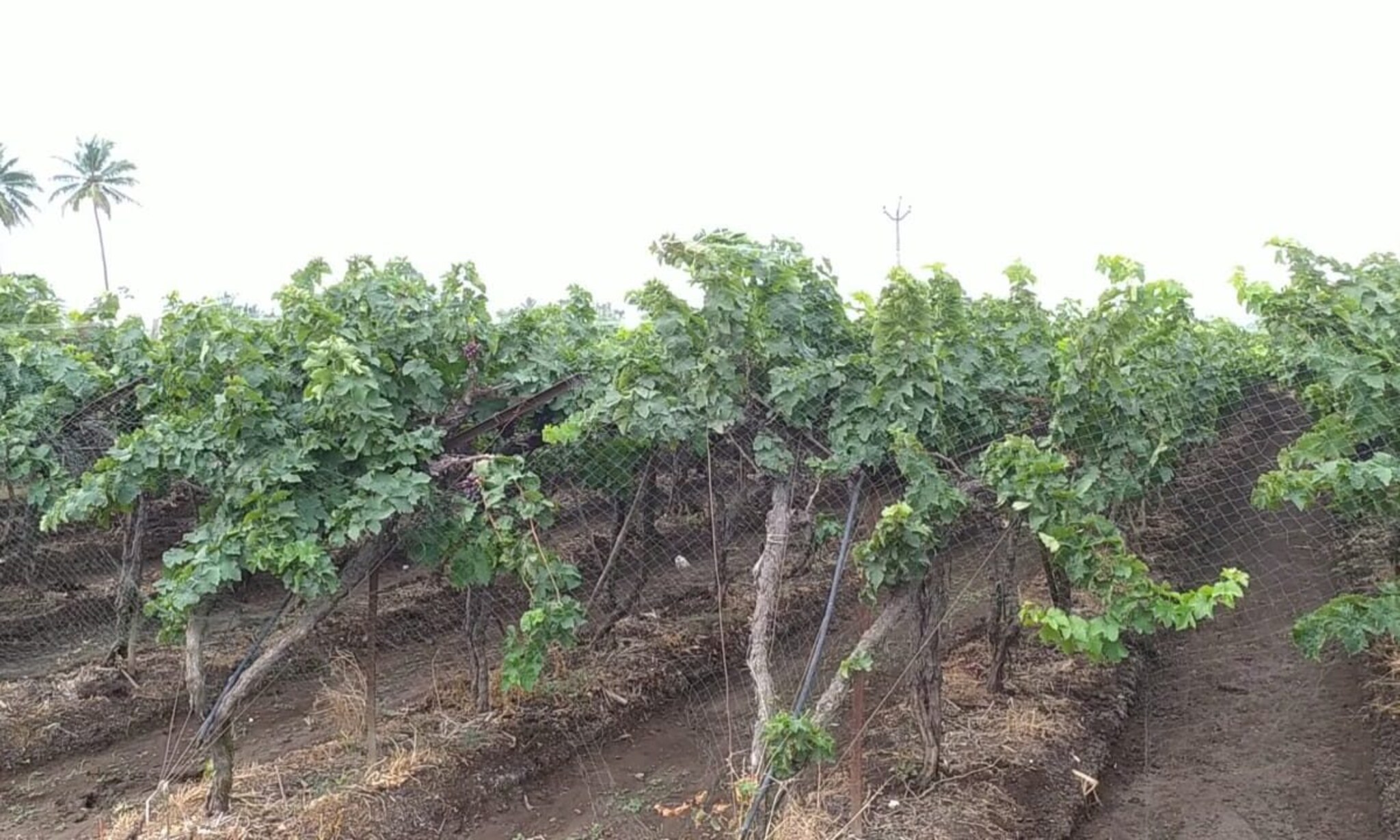 वटवाघळांपासून द्राक्षे वाचविण्यासाठी  शेतकऱ्याने केला देशी जुगाड पाहा VIDEO