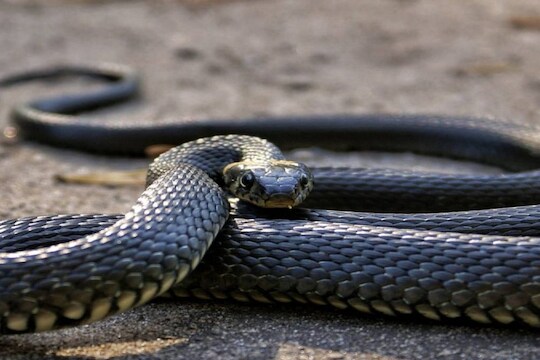 Snakes Facts : मृत्यूनंतरही धोकादायक ठरू शकतो साप, शिकार पचवण्यात लागतात काही दिवस