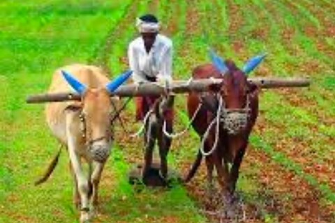 रब्बी हंगामासाठी पीक स्पर्धेचे आयोजन करण्यात आले आहे. या स्पर्धेत सहभागी होण्यासाठी नियम व अटी काय आहेत जाणून घ्या. 
