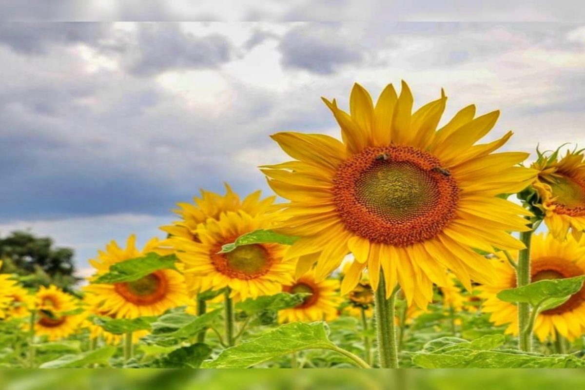 Beed : तेलबिया पिकांची लागवड घटली, सूर्यफूल नामशेष होण्याच्या मार्गावर