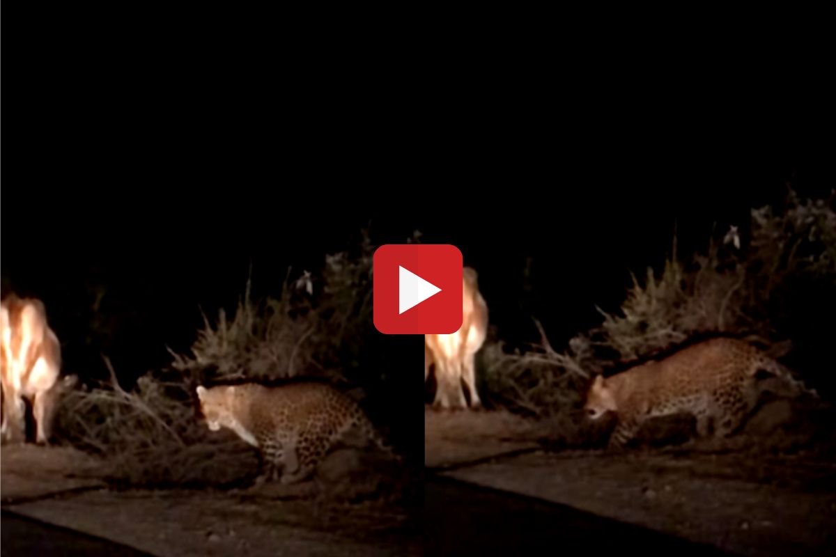 व्हायरल व्हिडीओ