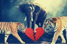 जंगलातही 'प्यार के दुश्मन'! वाघ-वाघिणींच्या रोमान्समध्ये हत्ती ठरतोय व्हिलन