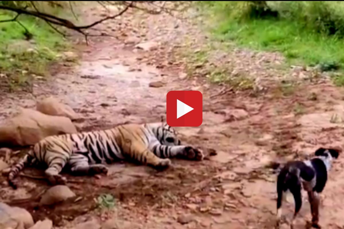 व्हायरल व्हिडीओ