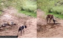 झाडाच्या सावलीत झोपलेल्या वाघाची कुत्र्यानं मोडली झोप अन्...भयंकर Video झाडाच्या सावलीत झोपलेल्या वाघाची कुत्र्यानं मोडली झोप अन्...भयंकर Video