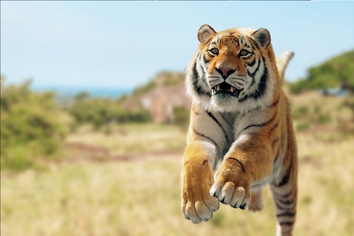 हत्तीवर कदाचित दोघे जण असतील, असं वाटतंय. कारण तो व्हिडिओ पाठीमागे बसणाऱ्या व्यक्तीने शूट केला आहे.