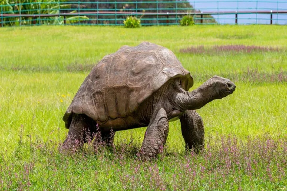 मानवाच्या तीन पिढ्या जगणारा कासव