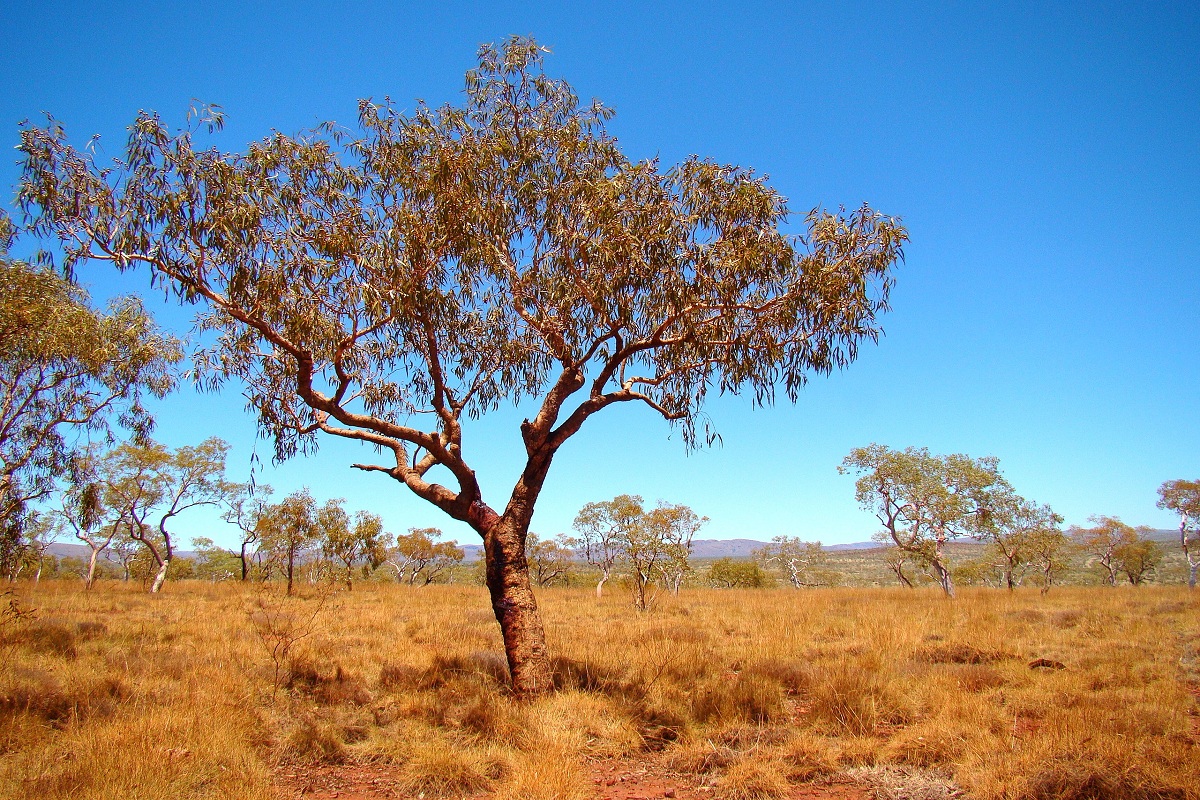प्रतिकात्मक छायाचित्र