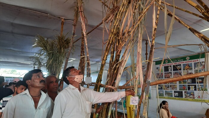 या कृषी प्रदर्शनात ठेवण्यात आलेला उंचच उंच ऊस अनेकांचे लक्ष वेधून घेत होता. ऊंच ऊस, कमी कालावधीत जास्त उत्पादन देणारा ऊस, काळा ऊस अशा ऊसपीकांवर शेतकऱ्यांच्या नजरा खिळत होत्या.