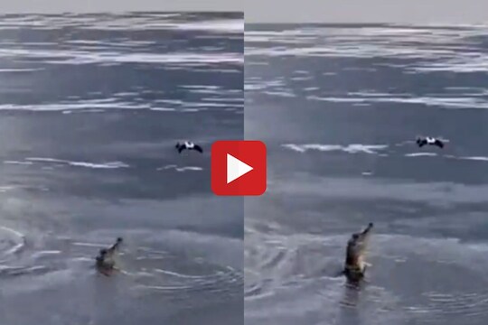 व्हायरल व्हिडीओ