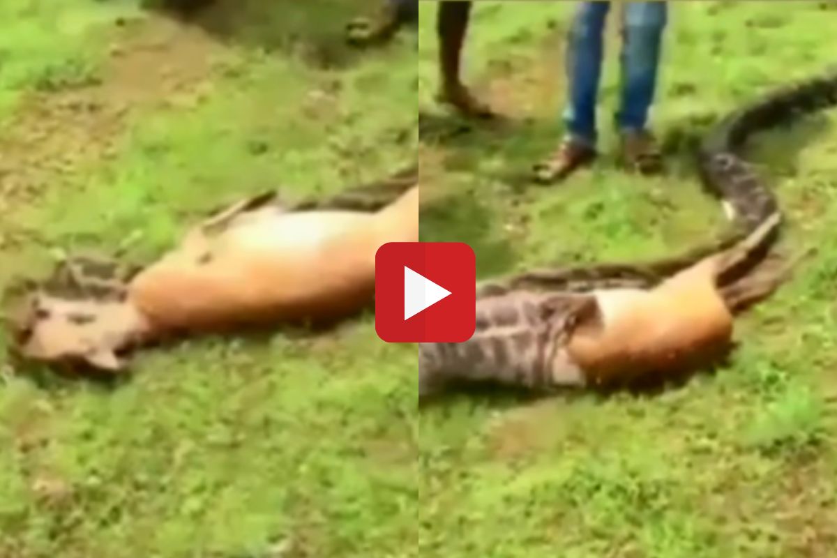 व्हायरल व्हिडीओ