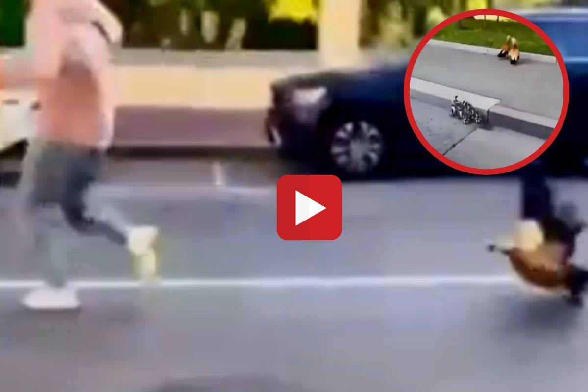 व्हायरल व्हिडीओ