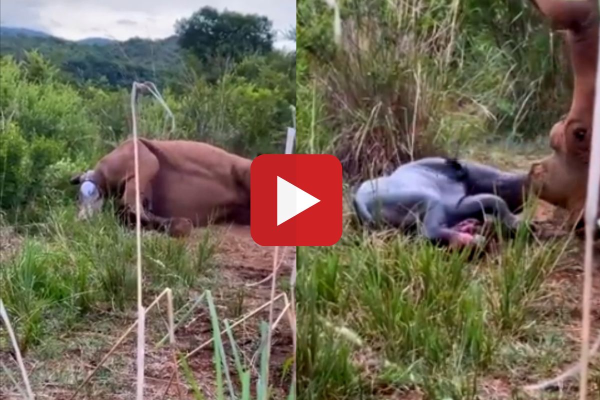 व्हायरल व्हिडीओ