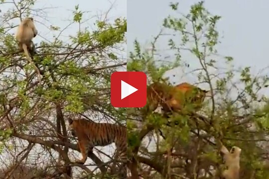 व्हायरल व्हिडीओ