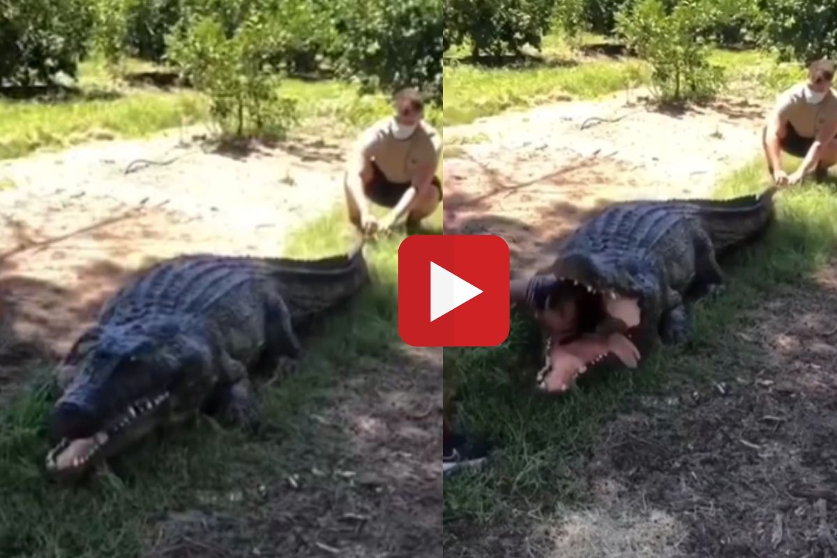 व्हायरल व्हिडीओ