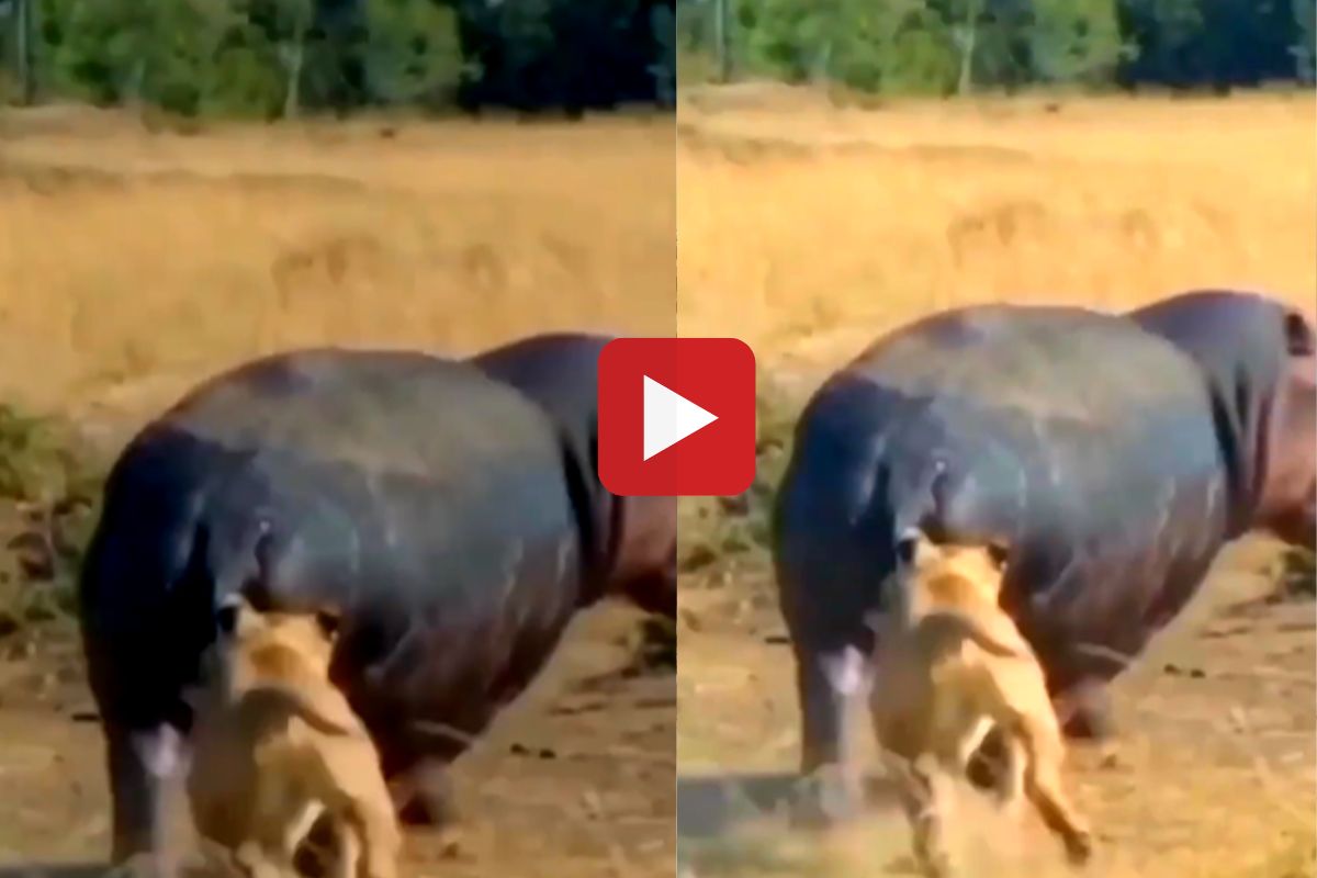 व्हायरल व्हिडीओ