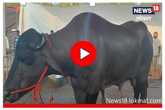 12 Crore Buffalo : कोल्हापुरात आला 12 कोटींचा रेडा! पाहा तो का आहे इतका महाग? Video
