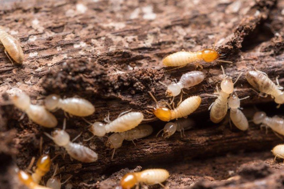 `हा` लहानसा जीव पृथ्वीला घेऊन जातोय विनाशाकडे