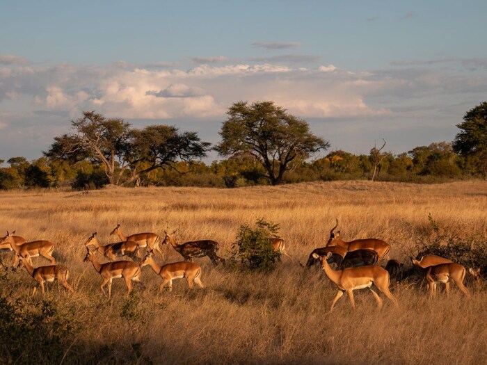 ग्लोबल सिटीझन वेबसाइटच्या रिपोर्टनुसार, झिम्बाब्वे विद्यापीठातील विद्यार्थी कॉलेजमध्ये चुंबन घेताना दिसले, तर त्यांना तात्काळ कॉलेजमधून बाहेर काढले जाते. (प्रातिनिधिक छायाचित्र: कॅनव्हा)