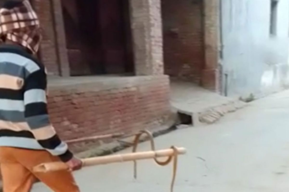 सापाला मारल्याच्या गुन्ह्यात तरुण फरार; पोलिसांनी सापाचं पोस्टमार्टम केलं अन्...