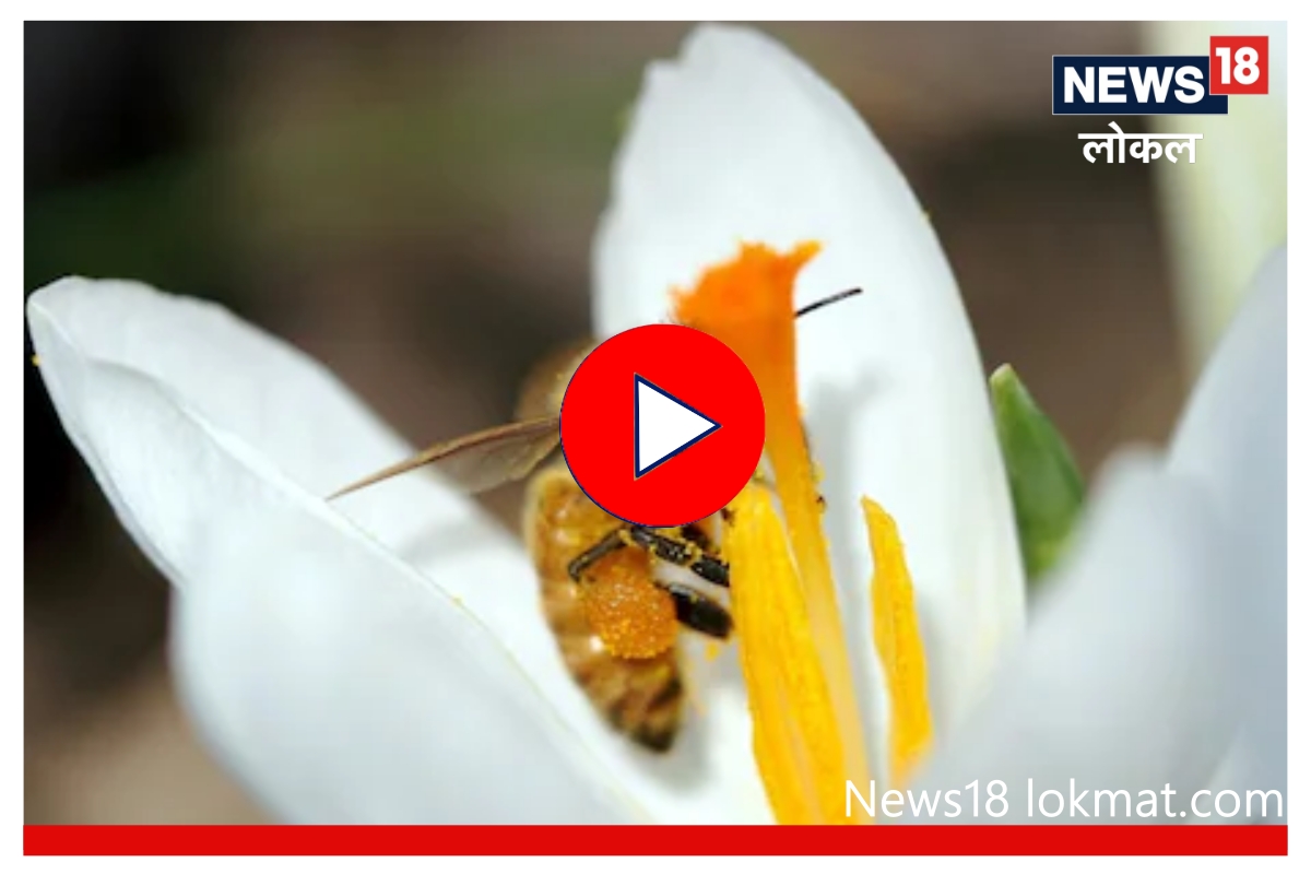 Video : 'या' योजनेतून उभारा स्वत:चा व्यवसाय, अनुदानासह मिळेल मोफत प्रशिक्षण!