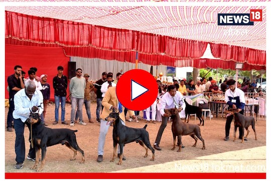 Dog Show : माणसांनाही लाजवेल अशी शिस्त; सातारा अन् कोल्हापूरमध्ये होती चुरस, पाहा कुठला डॉग जिंकला?