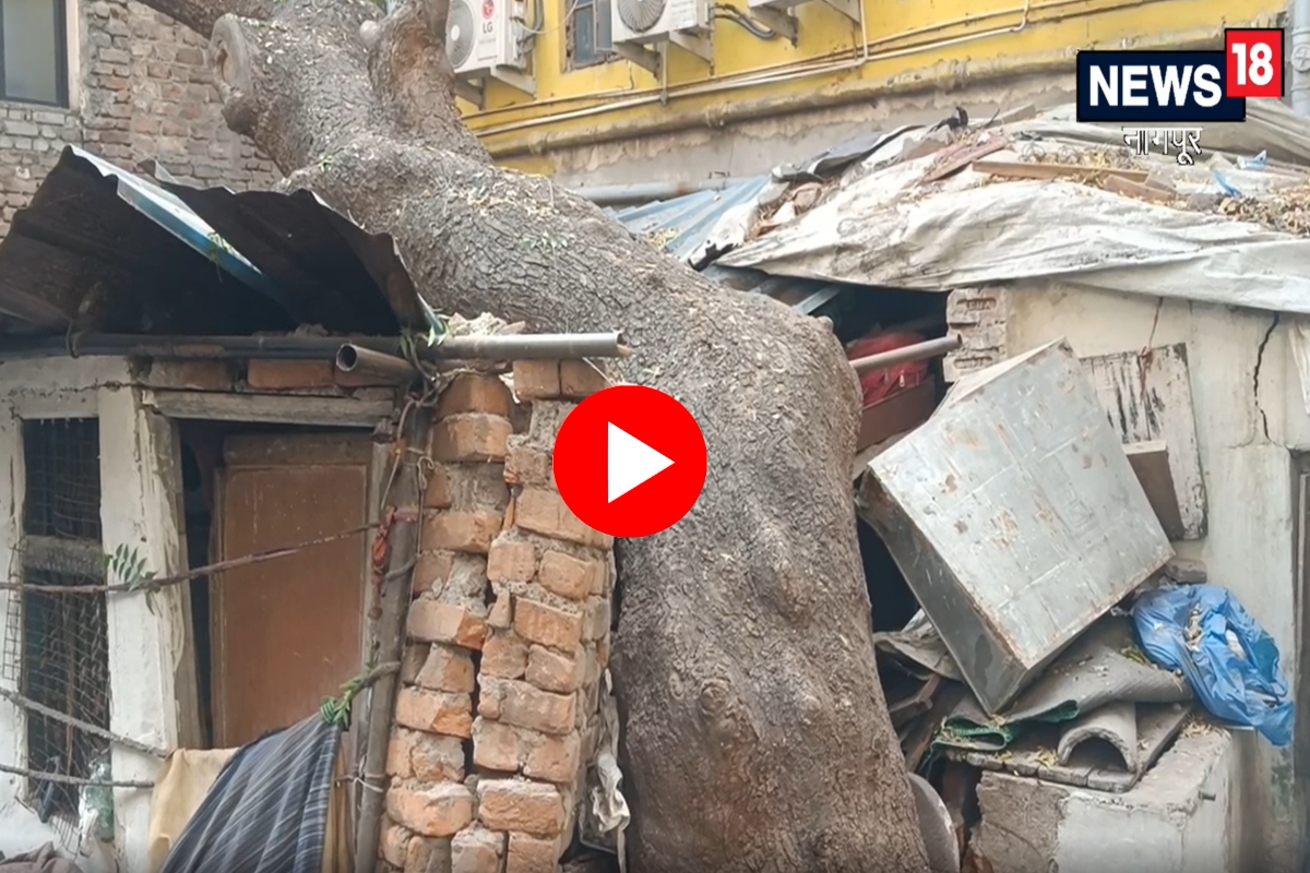 Lemon tree fell on house nagpur
