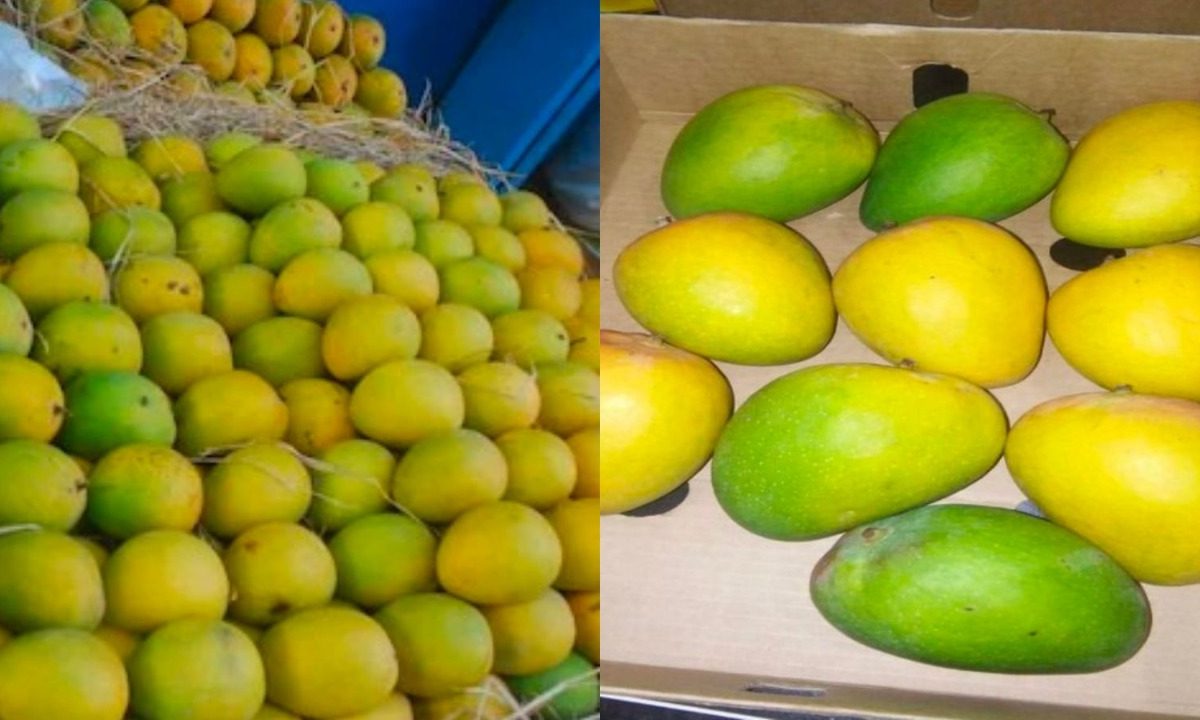 हापूस आणि मलावी आंब्यातील फरक तुम्हाला माहिती आहे का?