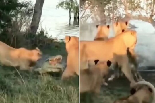 3 सिंहिणींनी मगरीला घेरुन अचानक केला हल्ला, पण..; शेवटी कोण जिंकलं? पाहा VIDEO