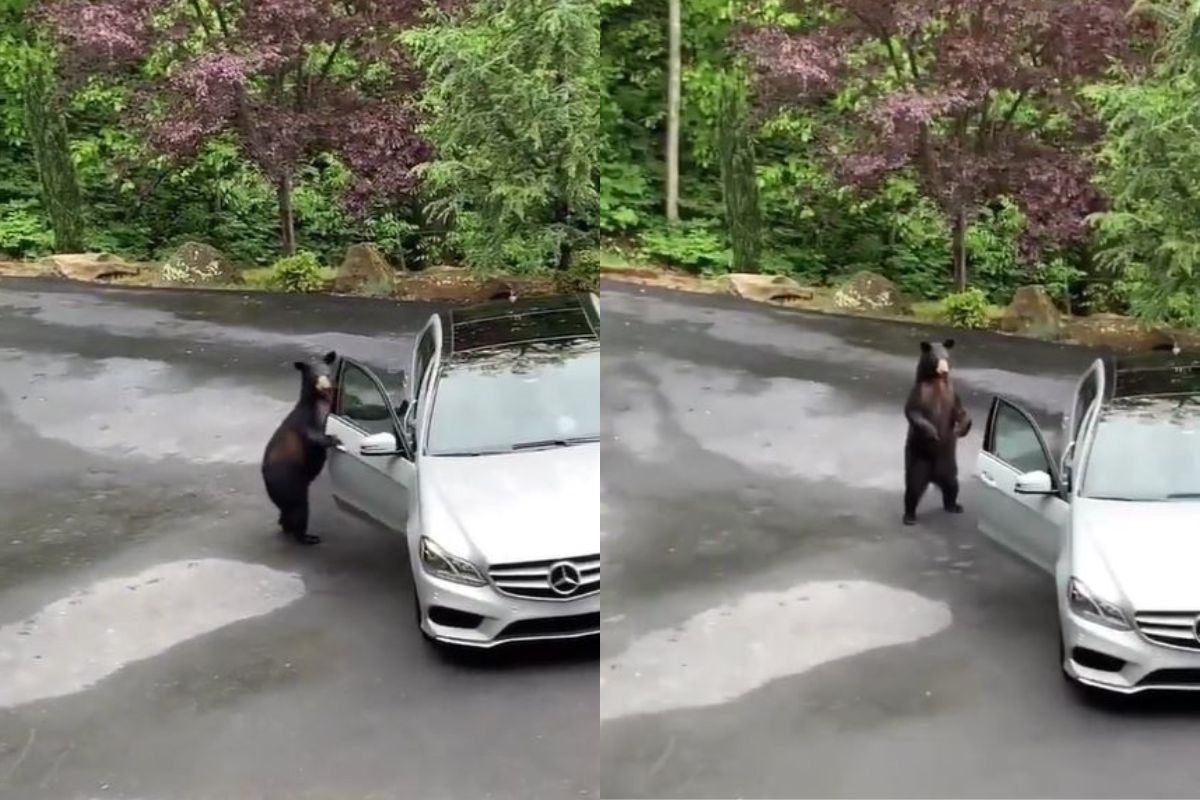 कारमध्ये घुसण्याच्या प्रयत्नात होतं अस्वल, अचानक असं काय झालं की प्राण्यानं ठोकली धूम? पाहा VIDEO